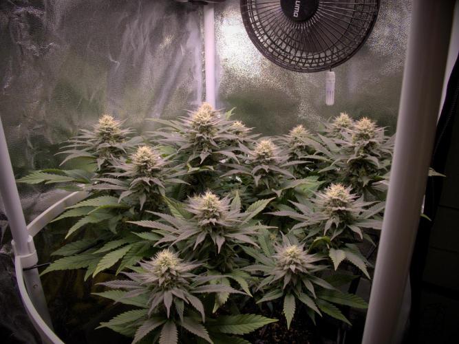Amsterdam Amnesia #2. Week 17