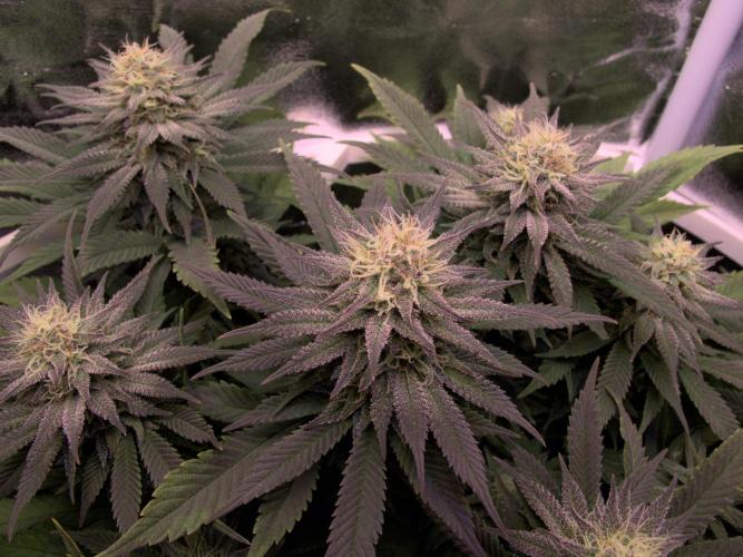 Amsterdam Amnesia #2. Week 17