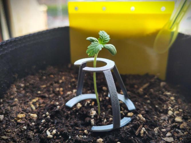 Windowsill Auto Duck. Week 1