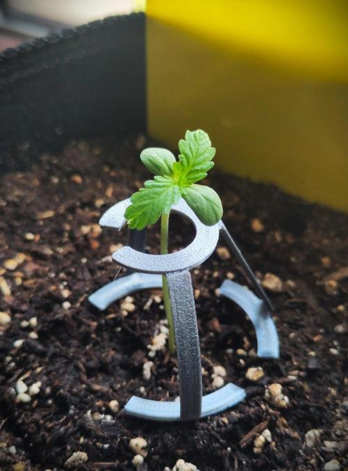 Light-Mix Peat Free. Week 1