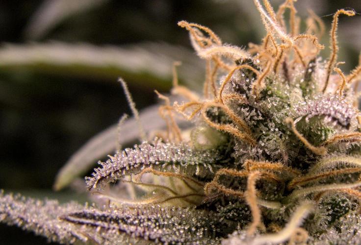 Amsterdam Amnesia #2. Week 18
