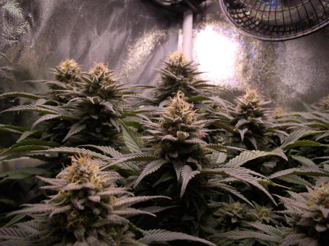Amsterdam Amnesia. Week 18