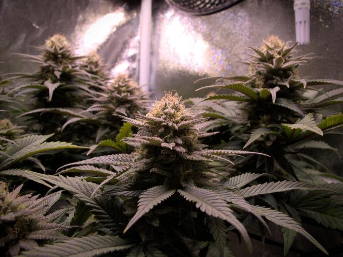 Amsterdam Amnesia #2. Week 18