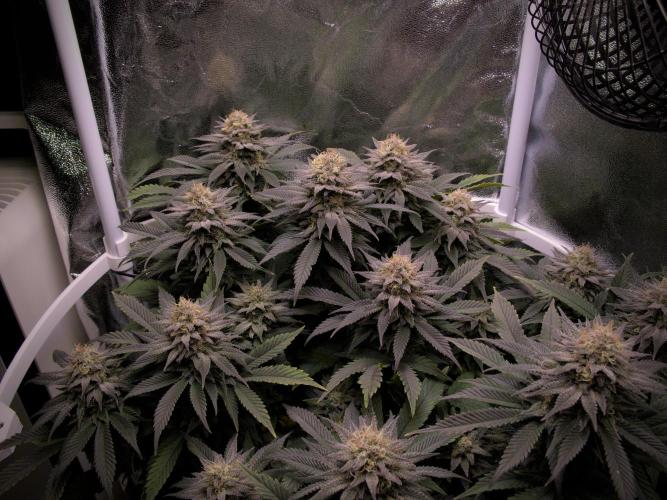 Amsterdam Amnesia #2. Week 18