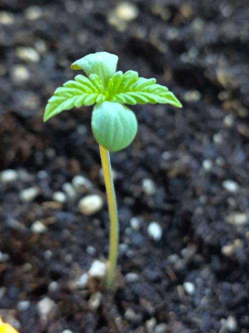 Auto Duck, First Outdoor Grow. Week 1