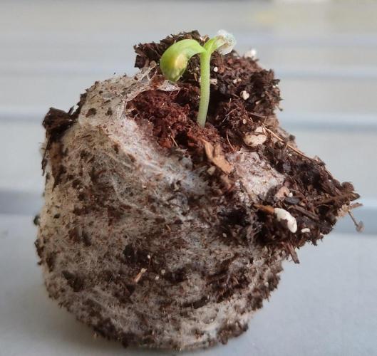All-Mix Peat Free. Week 1
