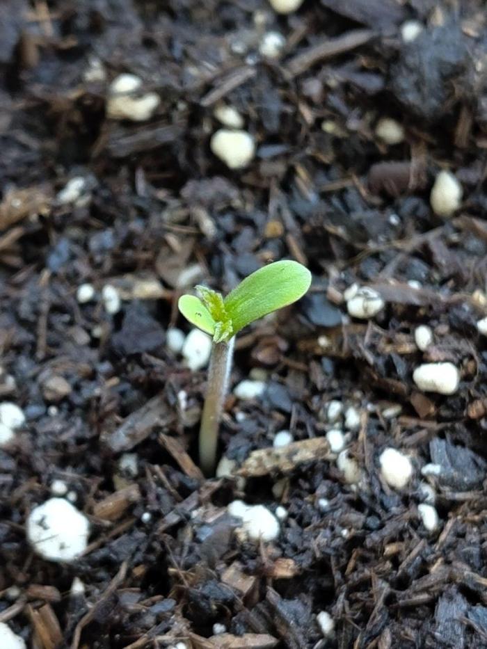 Old School Northern Lights Outdoor. Week 0