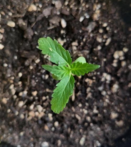 Light-Mix Peat Free. Week 2