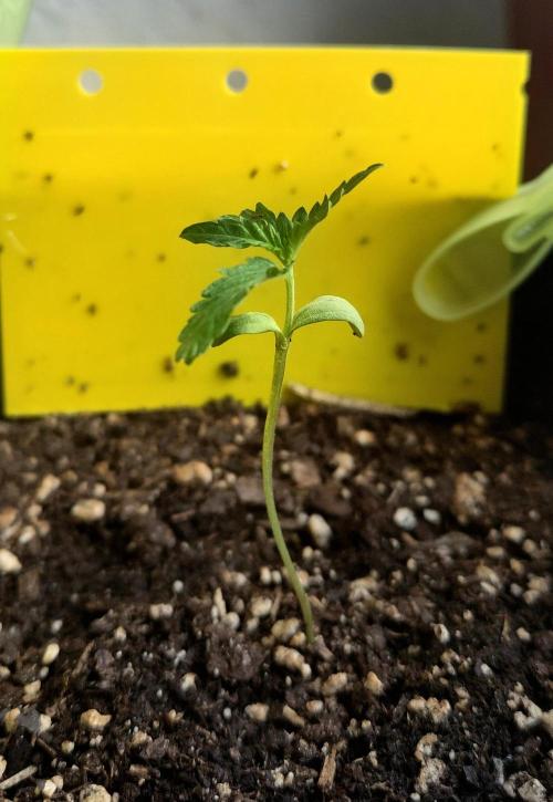 Windowsill Auto Duck. Week 2