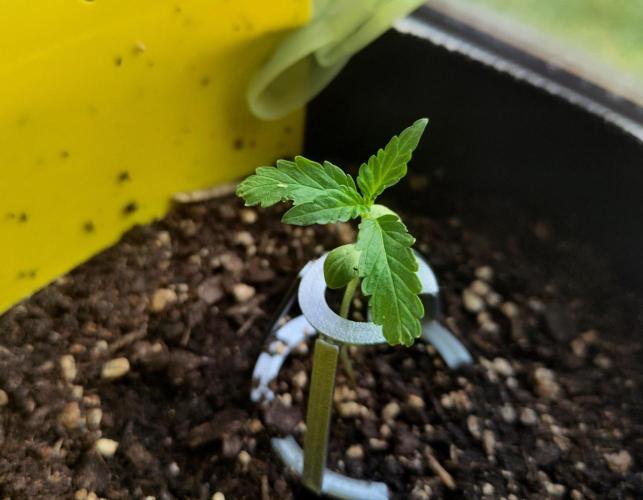 Windowsill Auto Duck. Week 2