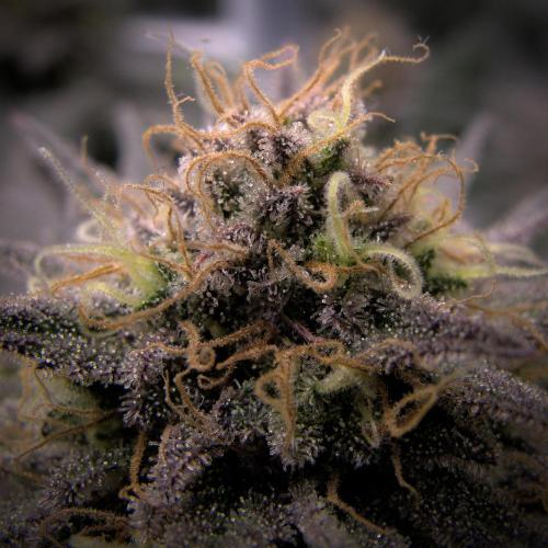 Amsterdam Amnesia #2. Week 19