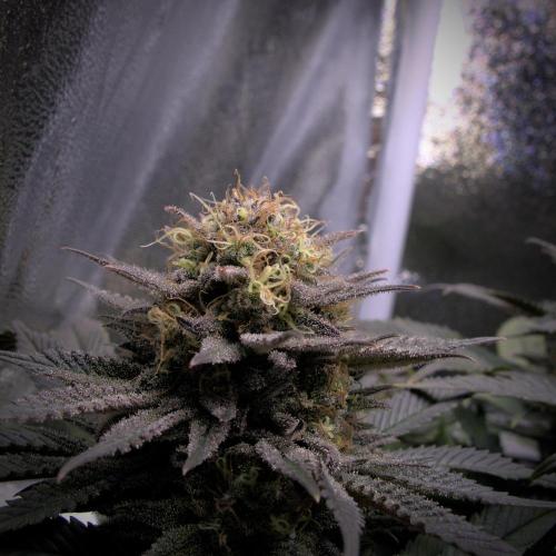 Amsterdam Amnesia #2. Week 19