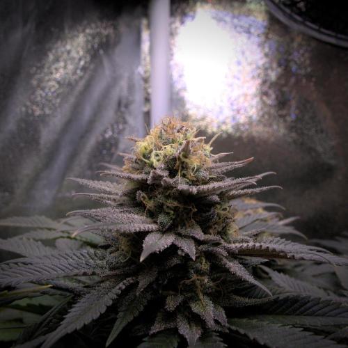 Amsterdam Amnesia #2. Week 19
