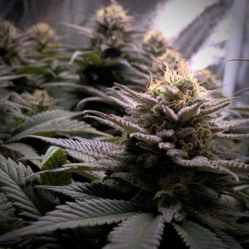 Amsterdam Amnesia #2. Week 19