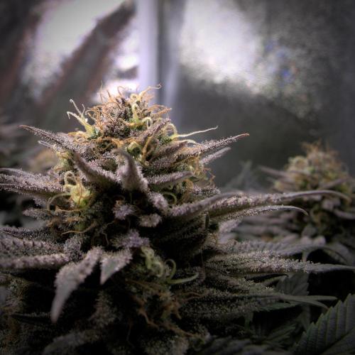 Amsterdam Amnesia #2. Week 19