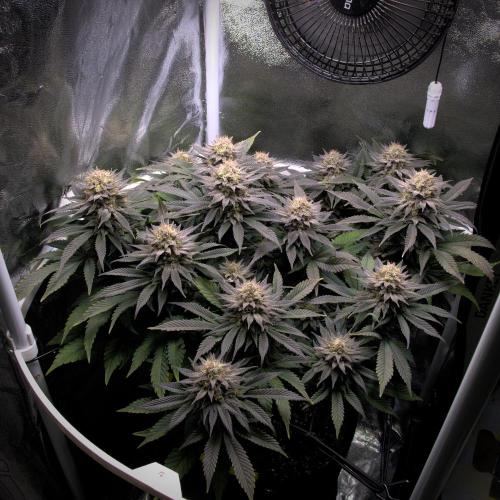 Amsterdam Amnesia #2. Week 19