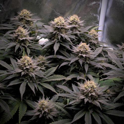 Amsterdam Amnesia. Week 19