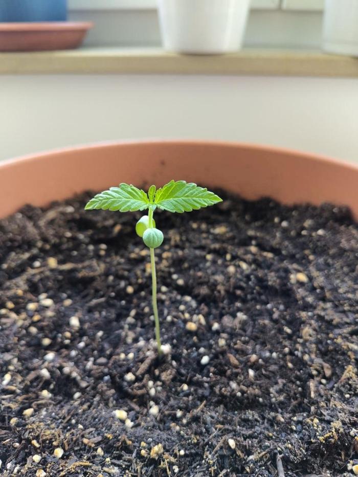 Auto Duck, First Outdoor Grow. Week 2