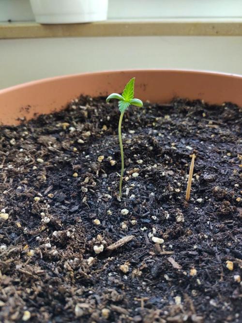 Northern Lights Automatic. Week 1