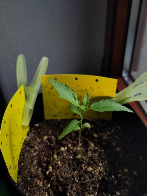 Light-Mix Peat Free. Week 3