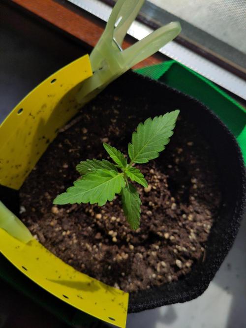 Windowsill Auto Duck. Week 3