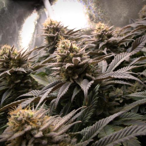 Amsterdam Amnesia #2. Week 20