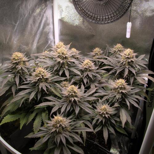 Amsterdam Amnesia #2. Week 20