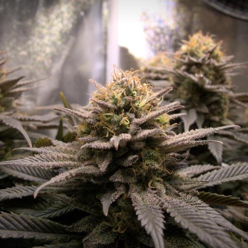 Amsterdam Amnesia #2. Week 20