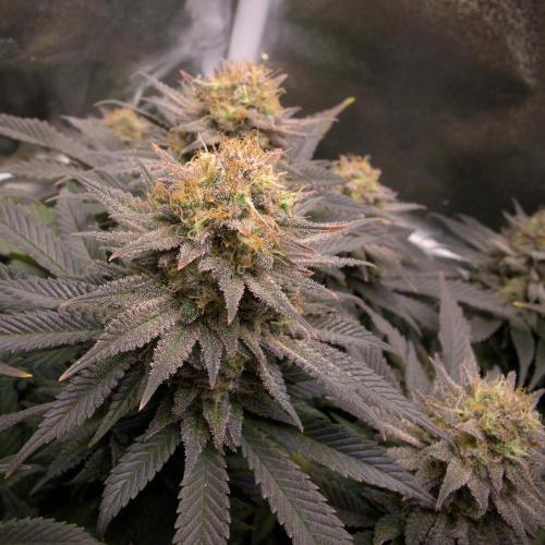 Amsterdam Amnesia #2. Week 20