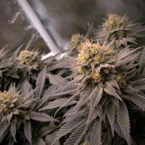 Amsterdam Amnesia #2. Week 20