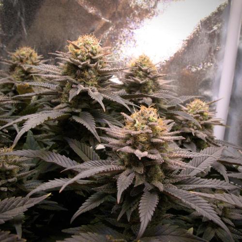 Amsterdam Amnesia. Week 20