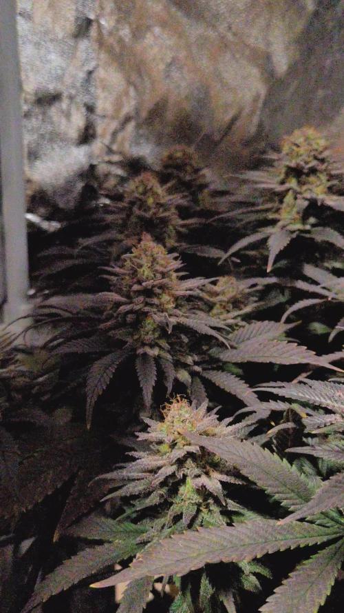 Amsterdam Amnesia #2