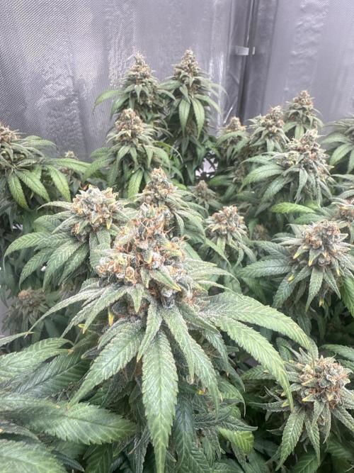 The Rabbit Hole. Week 17