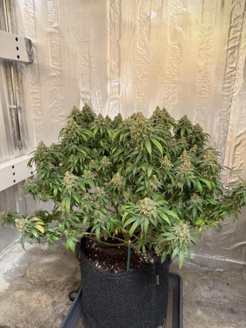 The Rabbit Hole. Week 17