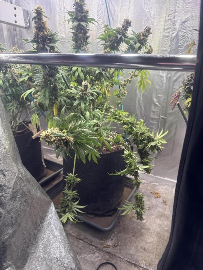 The Rabbit Hole. Week 17