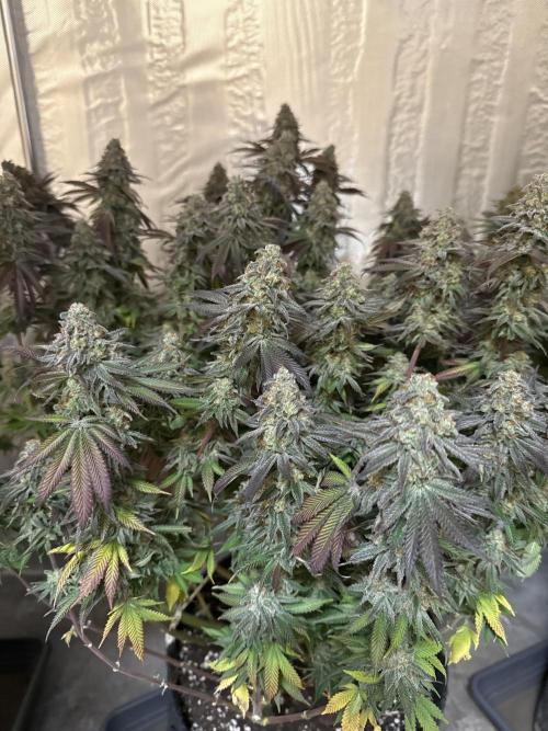 The Rabbit Hole. Week 17