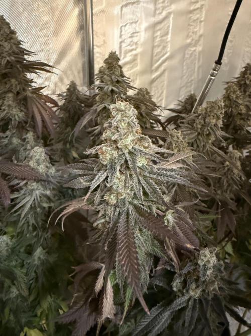 The Rabbit Hole. Week 17