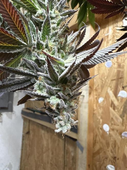 The Rabbit Hole. Week 17