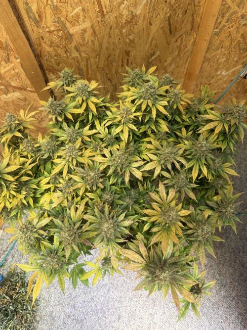 The Rabbit Hole. Week 17