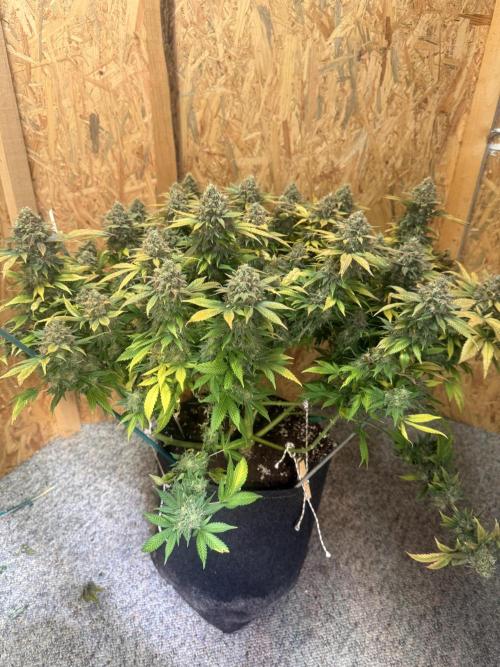 The Rabbit Hole. Week 17