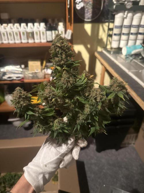 The Rabbit Hole. Week 17 - Ein Seitentrieb :) 