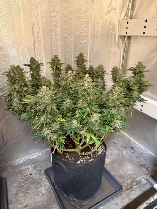 The Rabbit Hole. Week 17