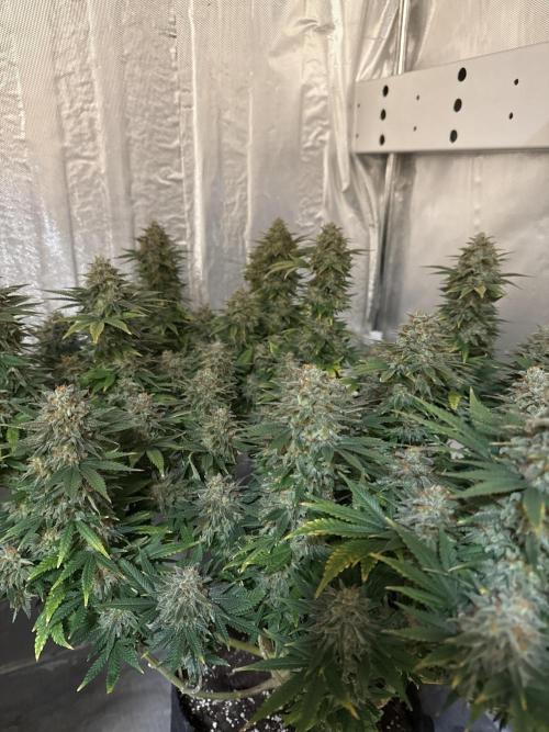 The Rabbit Hole. Week 17