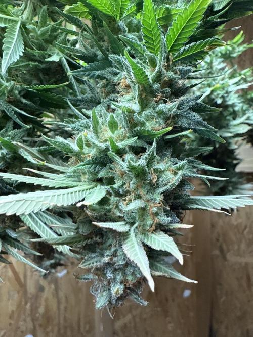 The Rabbit Hole. Week 17