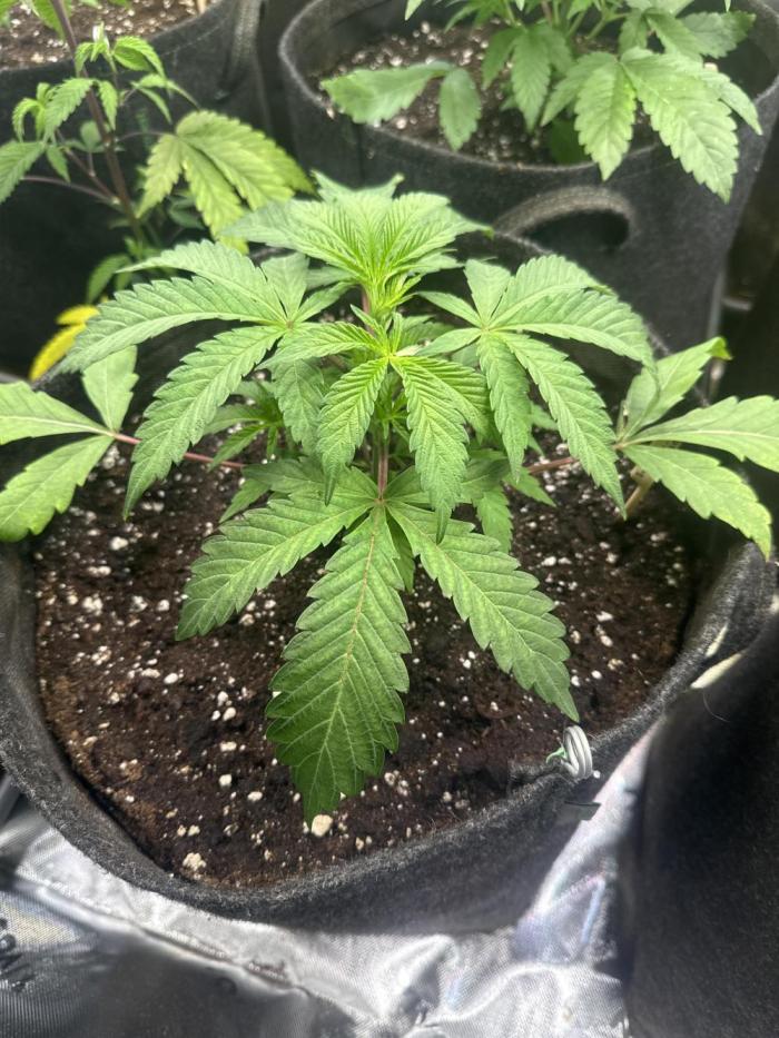 Sunset Paradise. Week 3