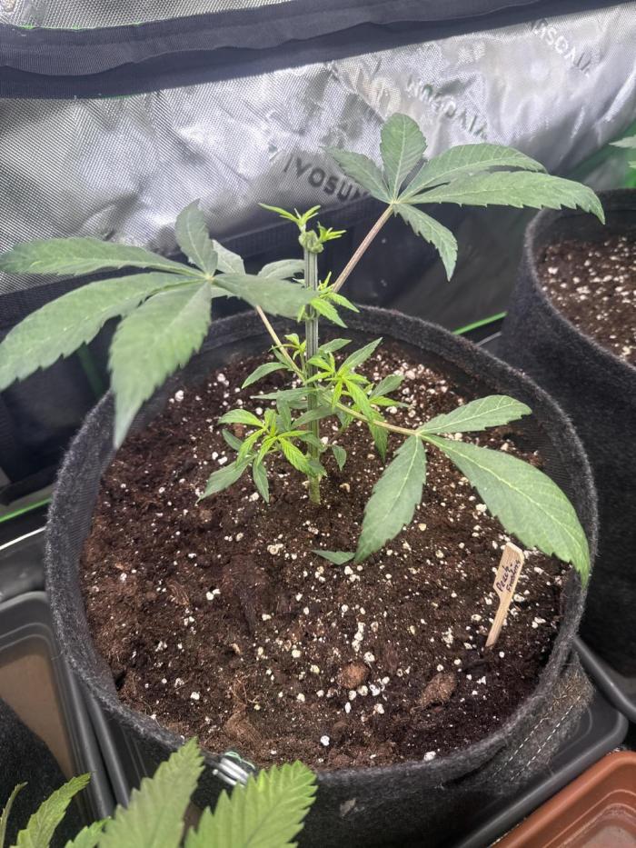 Peach Frosting. Week 3