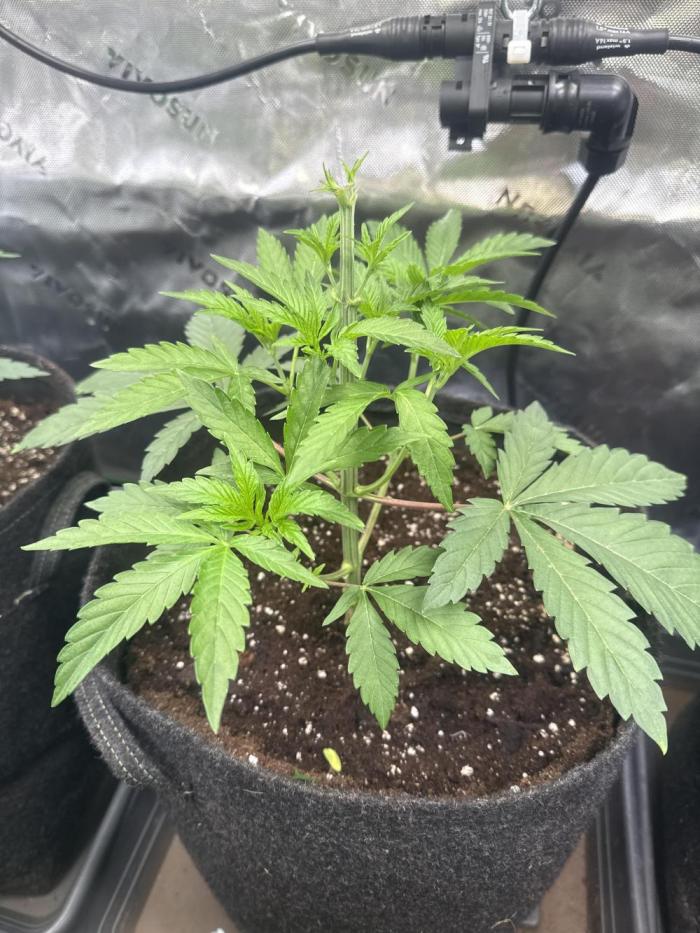 Emerald Envy. Week 3