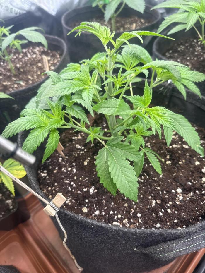 Rainbow Candy. Week 3