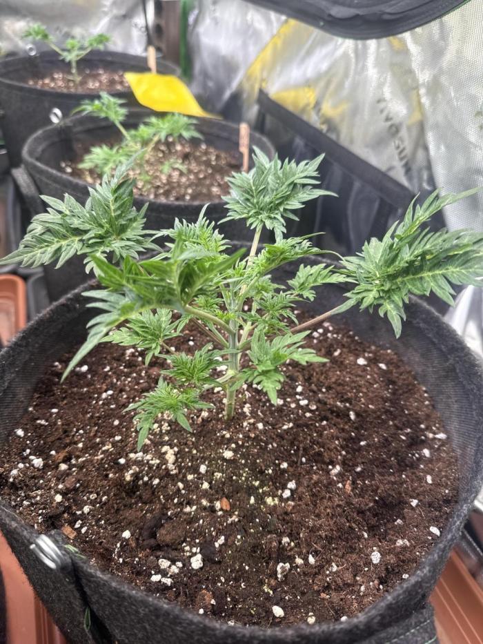 Mentha de Croco. Week 3