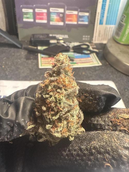 The Rabbit Hole. Week 17